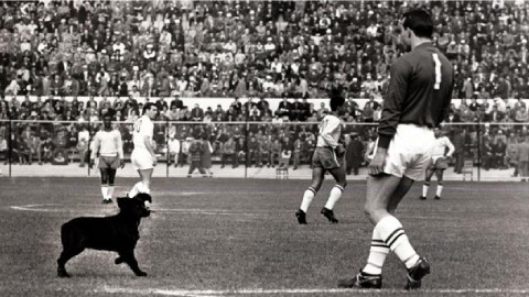 Garrincha và chú chó đi lạc ở World Cup 1962