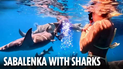  Tay vợt nữ số 1 thế giới mặc bikini, bơi cùng cá mập khiến fan khiếp vía