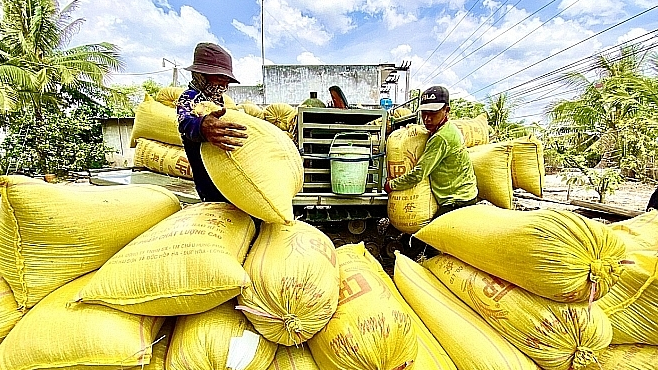 Giá lúa gạo bật tăng Giá lúa gạo bật tăng