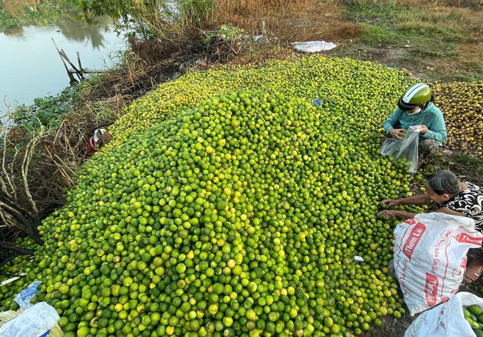 Chanh tươi rớt giá, chỉ 2.000 - 2.500 đồng/kg Chanh tươi rớt giá, chỉ 2.000 - 2.500 đồng/kg