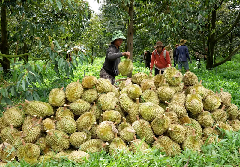 Xuất khẩu sầu riêng "gặp khó" chưa từng có Xuất khẩu sầu riêng "gặp khó" chưa từng có