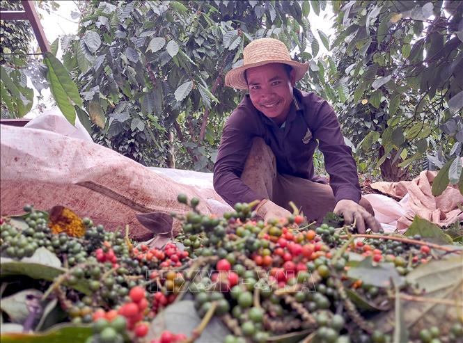 Giá hồ tiêu vượt mốc 150.000 đồng/kg, cao nhất kể từ năm 2016 Giá hồ tiêu vượt mốc 150.000 đồng/kg, cao nhất kể từ năm 2016