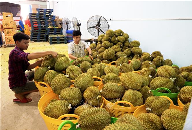 Giữ thị trường cho nông sản Việt Giữ thị trường cho nông sản Việt