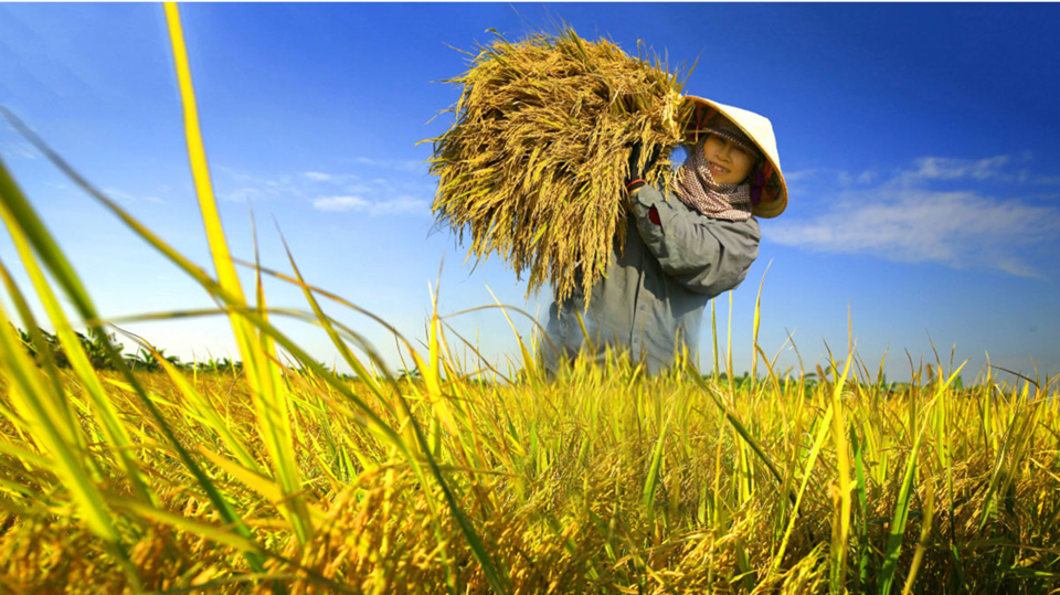 Giá gạo bật tăng trở lại Giá gạo bật tăng trở lại