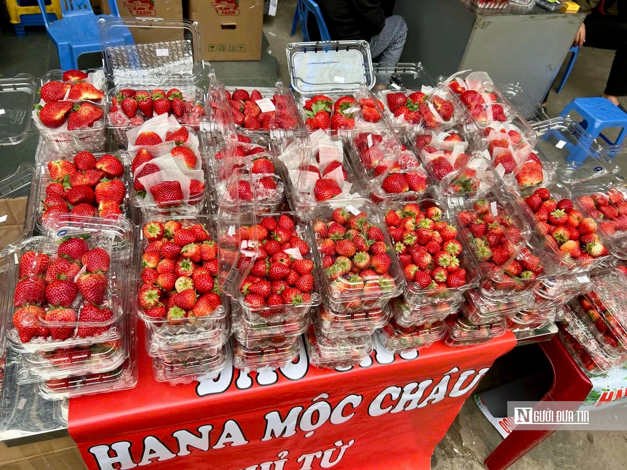 Dâu tây giá rẻ có thực sự là “món hời”? Dâu tây giá rẻ có thực sự là “món hời”?