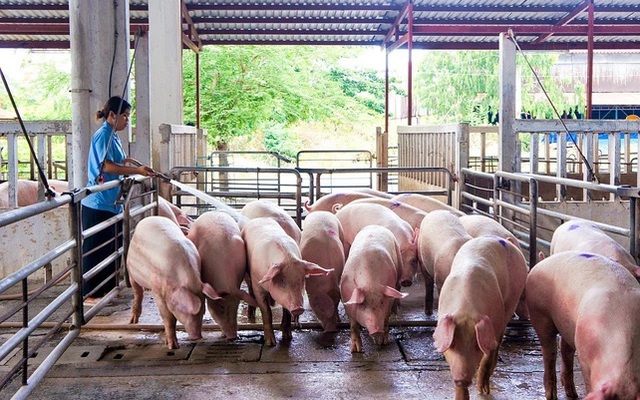 "Cơn sốt" giá lợn hơi: Động lực thay đổi ngành chăn nuôi- Ảnh 3. "Cơn sốt" giá lợn hơi: Động lực thay đổi ngành chăn nuôi- Ảnh 3.