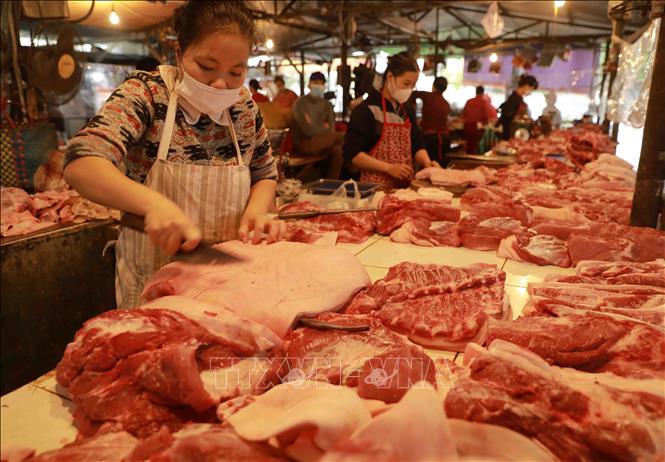 Giá lợn hơi tăng cao động lực để người chăn nuôi tích cực tái đàn Giá lợn hơi tăng cao động lực để người chăn nuôi tích cực tái đàn