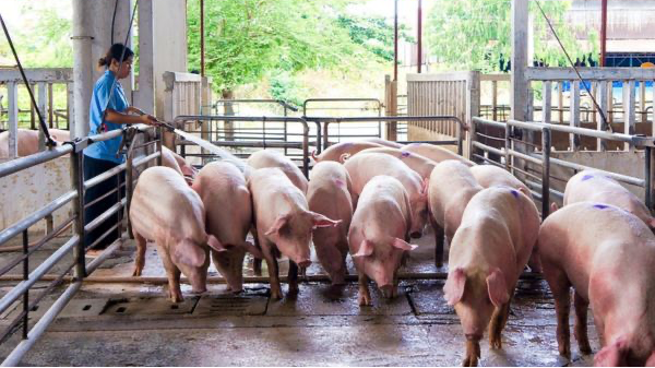 Giá heo hơi hôm nay 11/3: miền Nam tăng nhẹ 1.000 đồng/kg Giá heo hơi hôm nay 11/3: miền Nam tăng nhẹ 1.000 đồng/kg