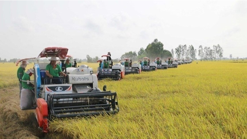 Giá lúa tươi bật tăng Giá lúa tươi bật tăng