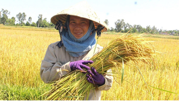 Giá lúa tươi tăng nhẹ Giá lúa tươi tăng nhẹ
