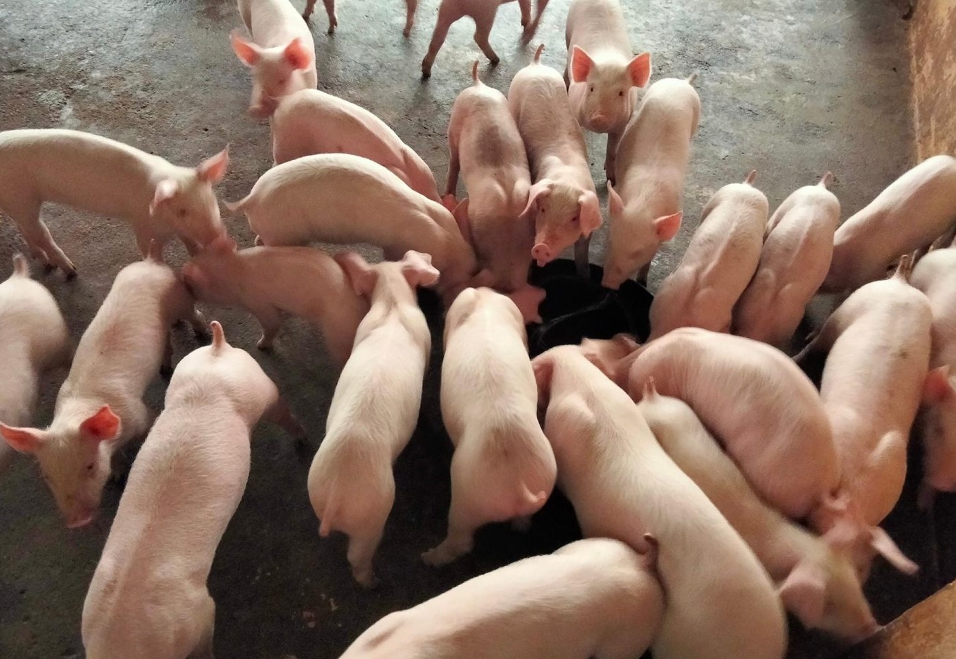 Giá lợn hơi tăng cao kỷ lục, nông dân e ngại tái đàn vì giá con giống đắt đỏ Giá lợn hơi tăng cao kỷ lục, nông dân e ngại tái đàn vì giá con giống đắt đỏ