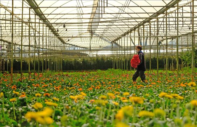 Nhiều loại rau, hoa Đà Lạt giảm giá sâu Nhiều loại rau, hoa Đà Lạt giảm giá sâu