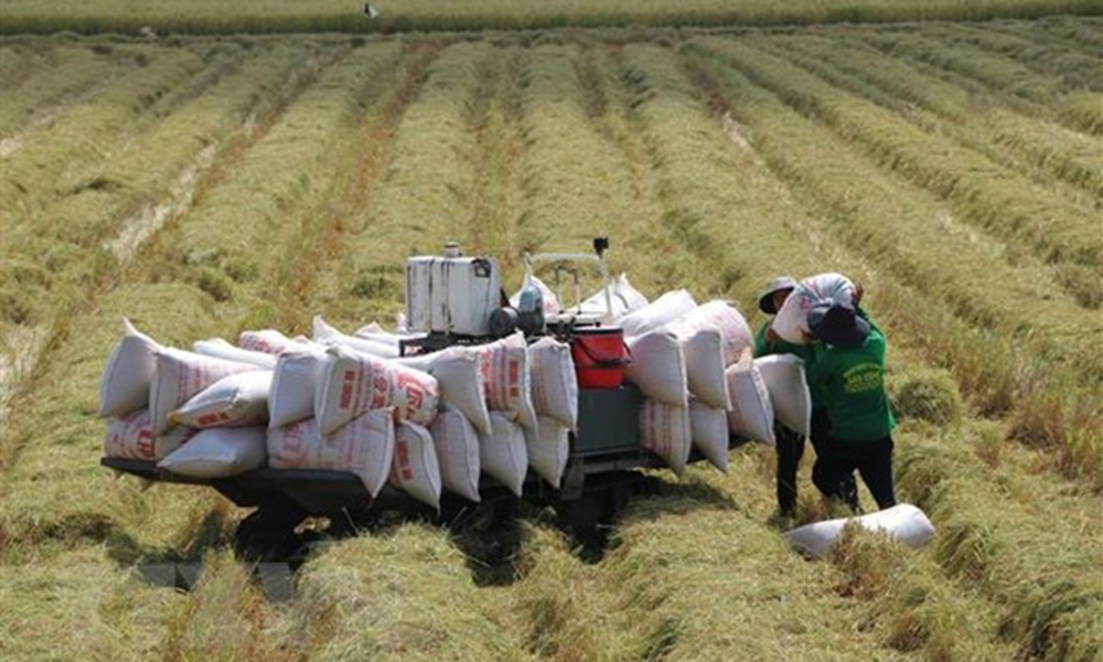 Lúa, gạo biến động nhẹ Lúa, gạo biến động nhẹ